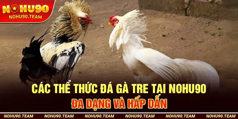 Các Thể Thức Đá Gà Tre Tại Nohu90 – Đa Dạng Và Hấp Dẫn