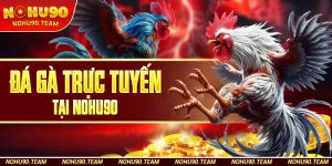 Đá Gà Trực Tuyến Tại Nohu90