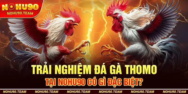 Trải Nghiệm Đá Gà Thomo Tại Nohu90 Có Gì Đặc Biệt?