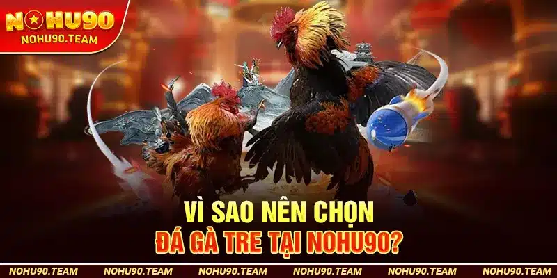 Vì Sao Nên Chọn Đá Gà Tre Tại Nohu90?